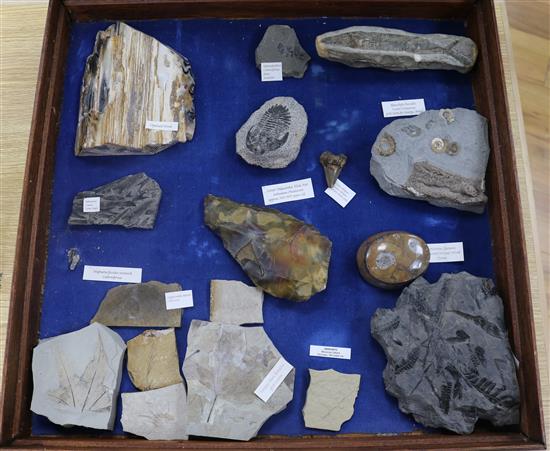 A cabinet of fossilised plants, invertebrates and vertebrates, a shark tooth and a Stone Age flint axe etc H.56cm, W.56cm